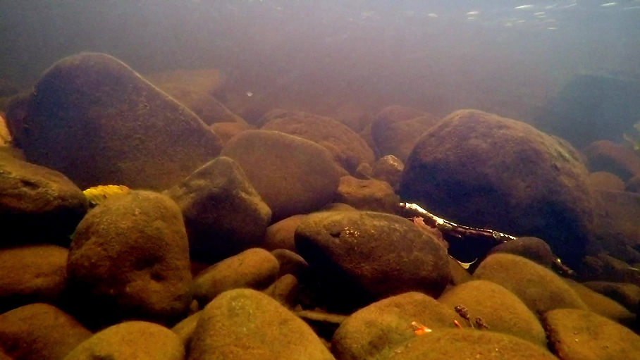 Steelhead trout struggles to consume an egg